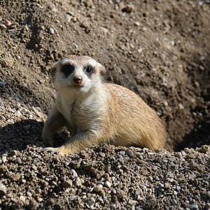 Meerkat - 10/26/15