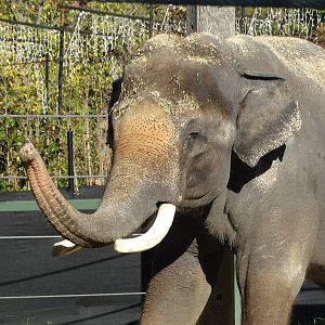 Oct. 2015 - Elephant Reserve - Sabu