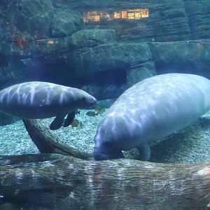 Oct. 2015 - Manatee Springs - New Rescued Manatee + Betsy