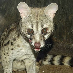 Oct. 2015 - Night Hunters - Large-spotted Genet
