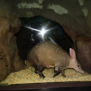 Oct. 2015 - Night Hunters - Aardvark Den