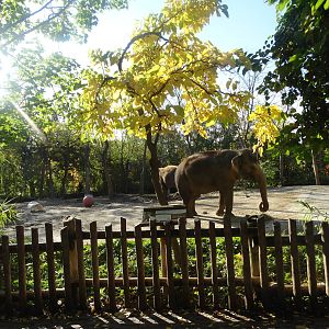 Oct. 2015 - Elephant Reserve - Main Viewing for the Cow Yard