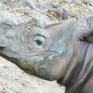 Oct. 2015 - Wildlife Canyon - My Very Last Photo of Harapan