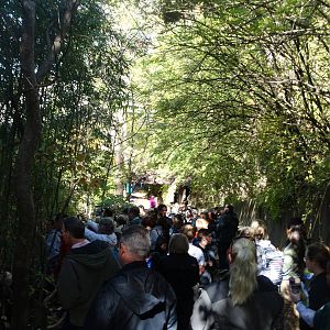 Oct. 2015 - Wildlife Canyon - Harapan's Largest Crowd Ever