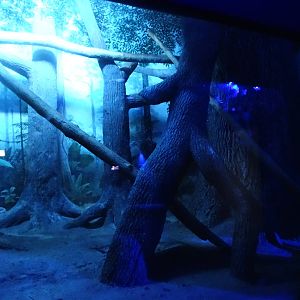 Oct. 2015 - Night Hunters - Large-spotted Genet Exhibit