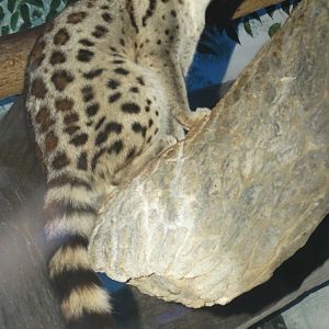 Oct. 2015 - Night Hunters - Large-spotted Genet