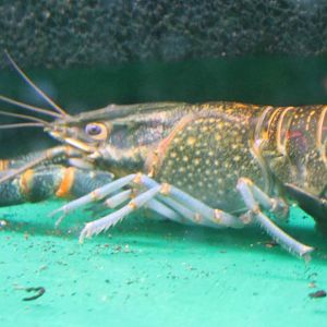 Crayfish species