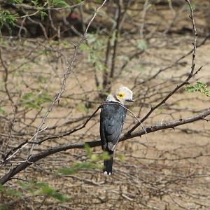 White-crested helmetshrike