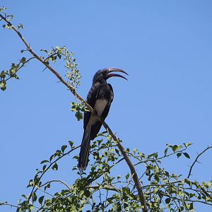 Hemprichs hornbill