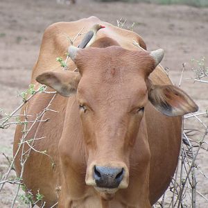 Red-billed oxpecker