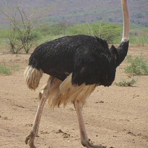 Ostrich