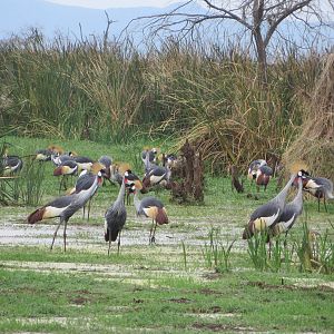 Grey-crowned cranes