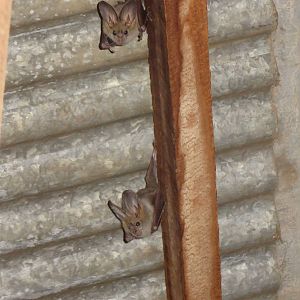 Heart-faced bats