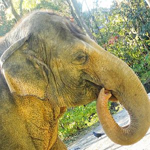 Oct. 2015 - Elephant Reserve - Schottzie