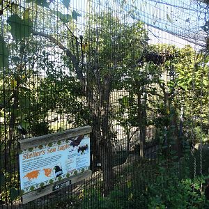 Oct. 2015 - Eagle Eyrie - Steller's Sea Eagle Exhibit
