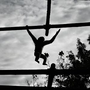 Oct. 2015 - Gibbon Islands - Buff-cheeked Gibbon