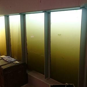 Underwater viewing Harbour seals