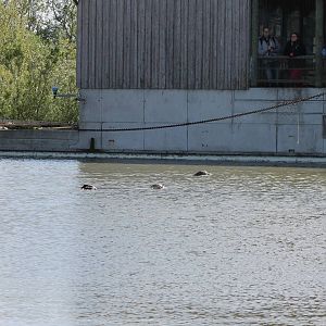 Part of seal enclosure
