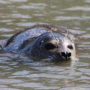 Harbour seal