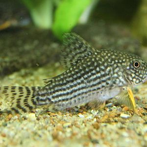 Corydoras sterbai