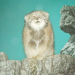 Oct. 2015 - Night Hunters - Pallas' Cat