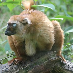 Sclater's lemur