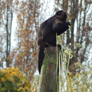 Buffy-headed Capuchin