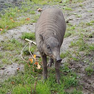 Young Babirusa