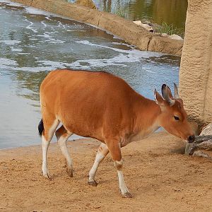 Banteng