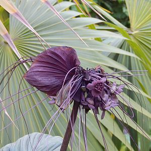 Bat-head Lily (Tacca chantrieri) ?