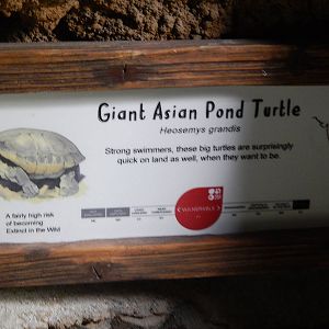 Turtle Signage