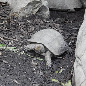 Asian Forest Tortoise