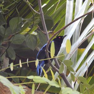 Asian Fairy Bluebird