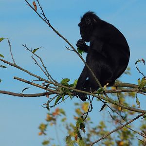 Crested Black Macaque