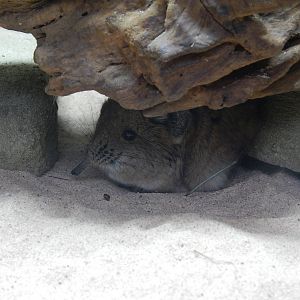 Round-eared Elephant Shrew
