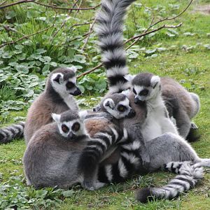 Ring-tailed lemurs