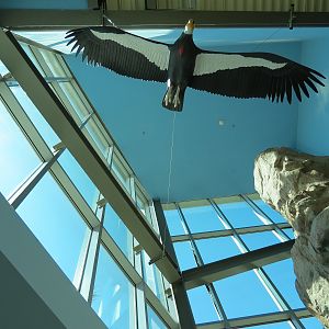 Children's Discovery Center - California Condor Rescue Zone