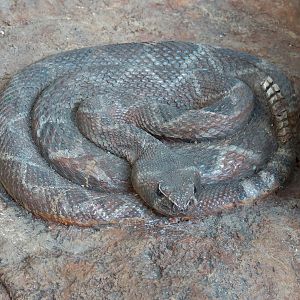Children's Discovery Center - California Condor Rescue Zone