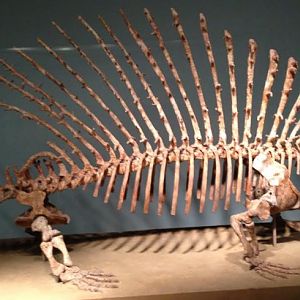 Edaphosaurus pogonias - Field Museum of Natural History 2014
