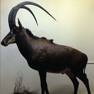Giant sable antelope (Hippotragus niger variani) - Field Museum of Natural