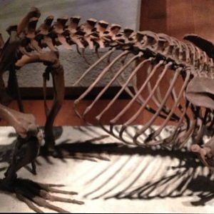 Castoroides ohioensis - Field Museum of Natural History 2014
