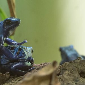 Blue poison dart frog : Bristol : 19 Oct 2015