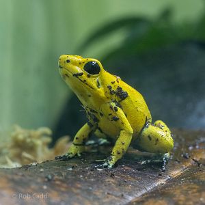 Golden poison frog : Bristol : 19 Oct 2015