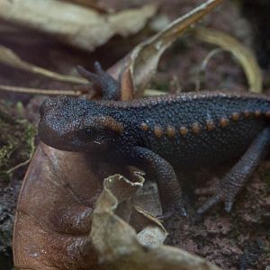 Emperor newt : Bristol : 19 Oct 2015