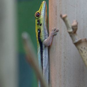 Yellow-headed day gecko : Bristol : 19 Oct 2015