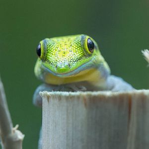 Yellow-headed day gecko : Bristol : 19 Oct 2015