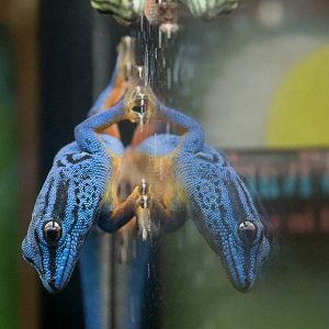 Electric blue day gecko : Bristol : 19 Oct 2015