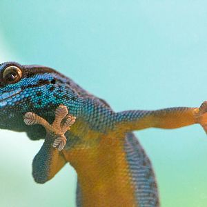 Electric blue day gecko : Bristol : 19 Oct 2015