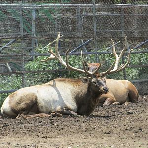 elk or wapiti san juan de aragon zoo