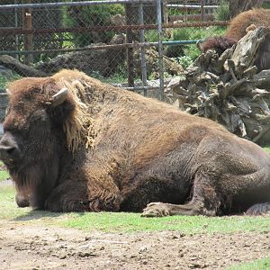 bison san juan de aragon zoo